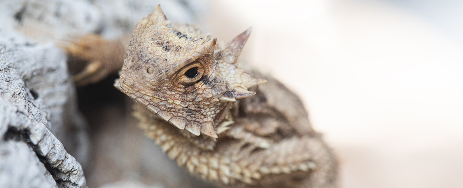 Horned Frog