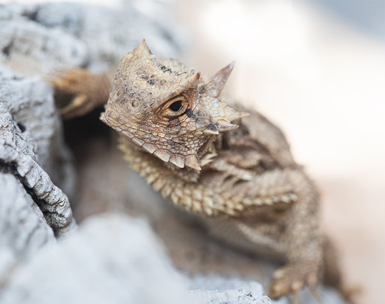 Horned Frog