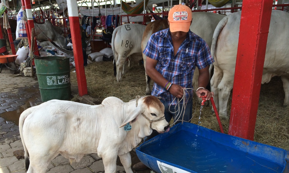 rancher with calf