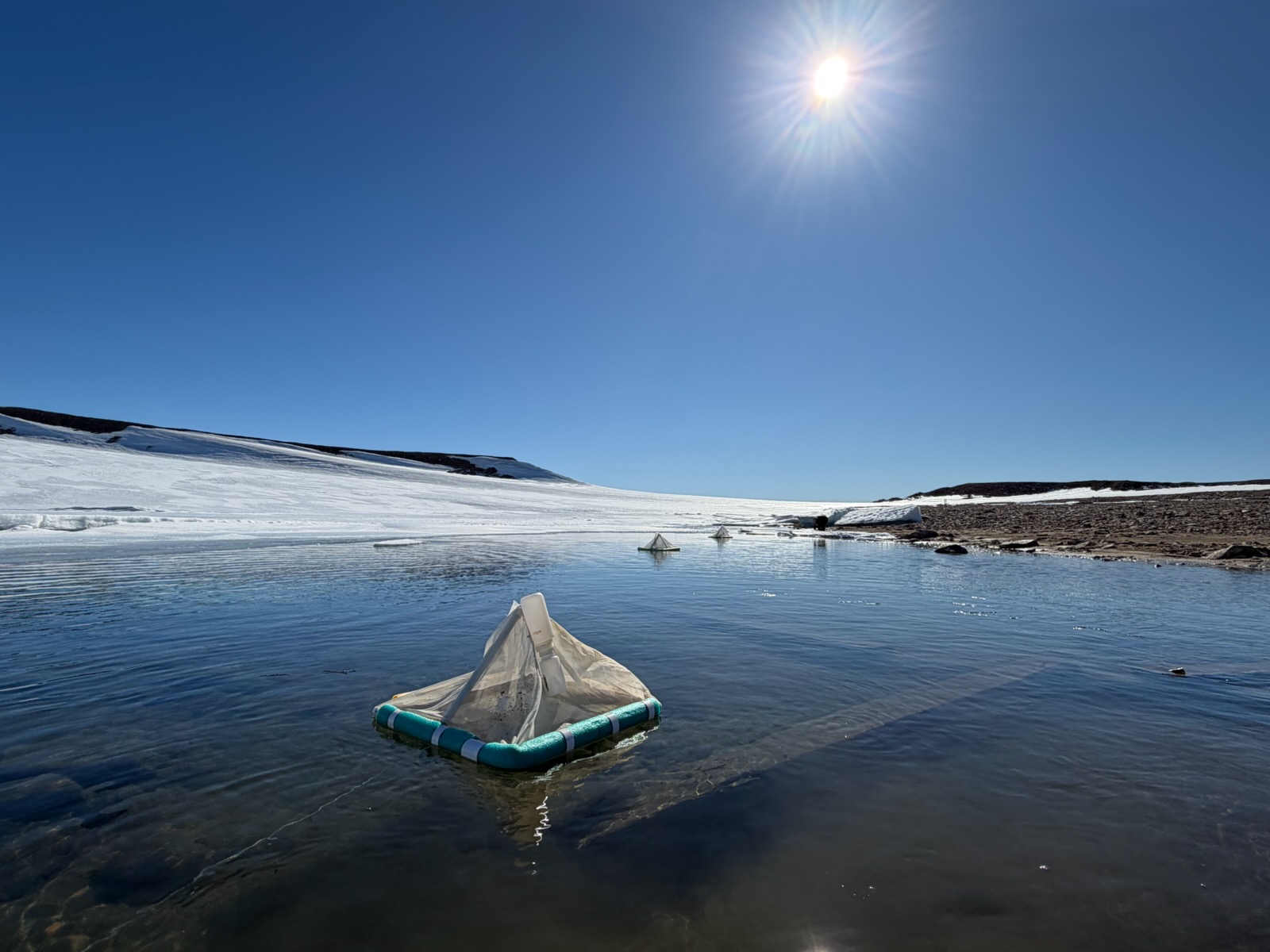 Floating traps are designed to capture aquatic insects as they emerge from ponds.