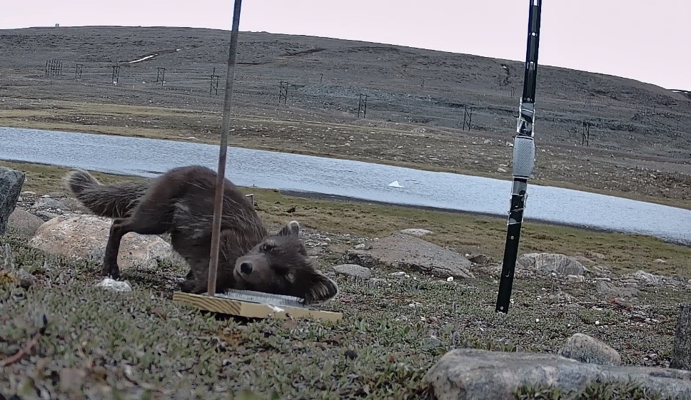 An arctic fox visits a “scratching pad” at a scent station.