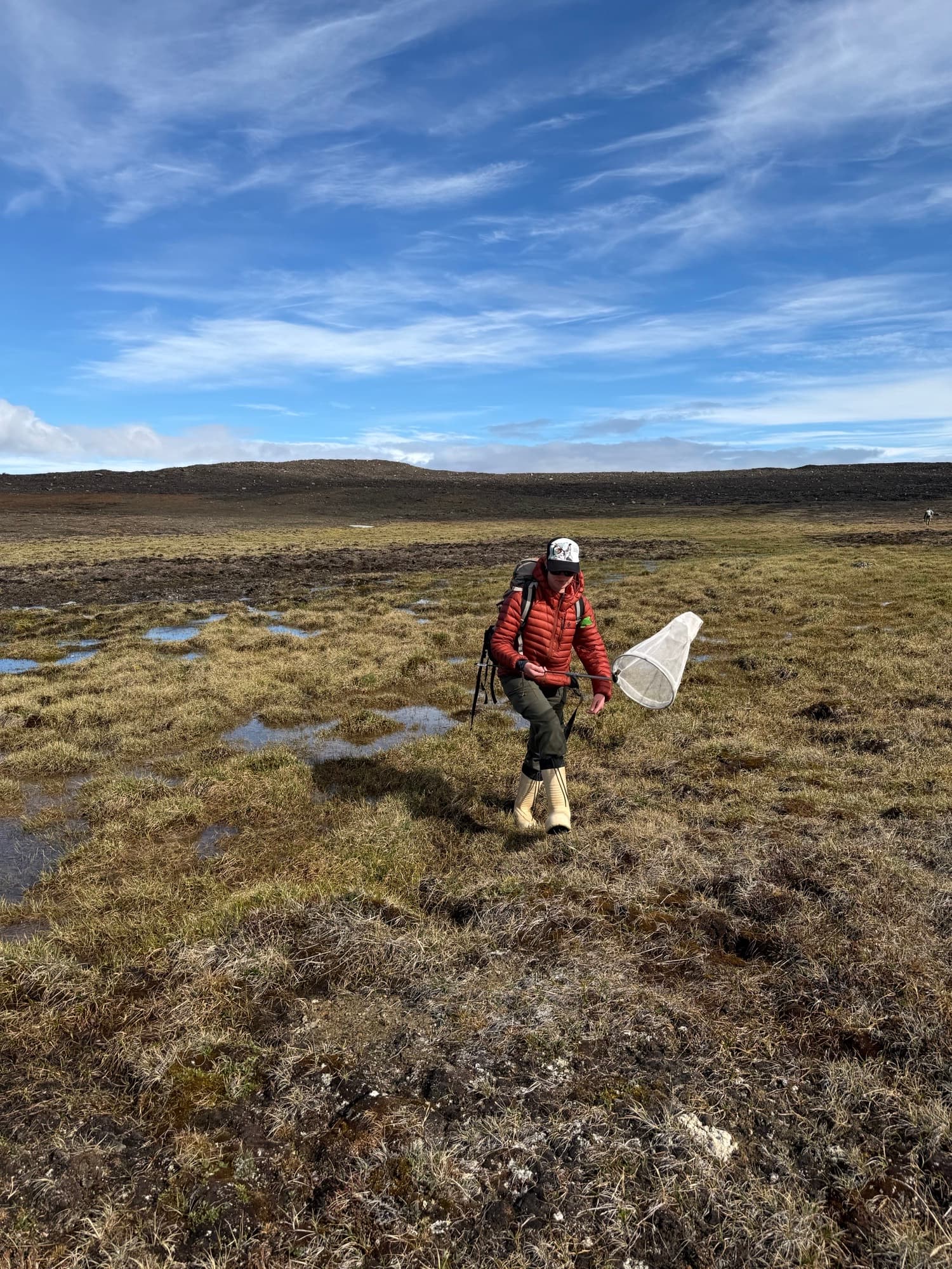 Fordree uses a sweep net to capture adult aquatic insects on the tundra.