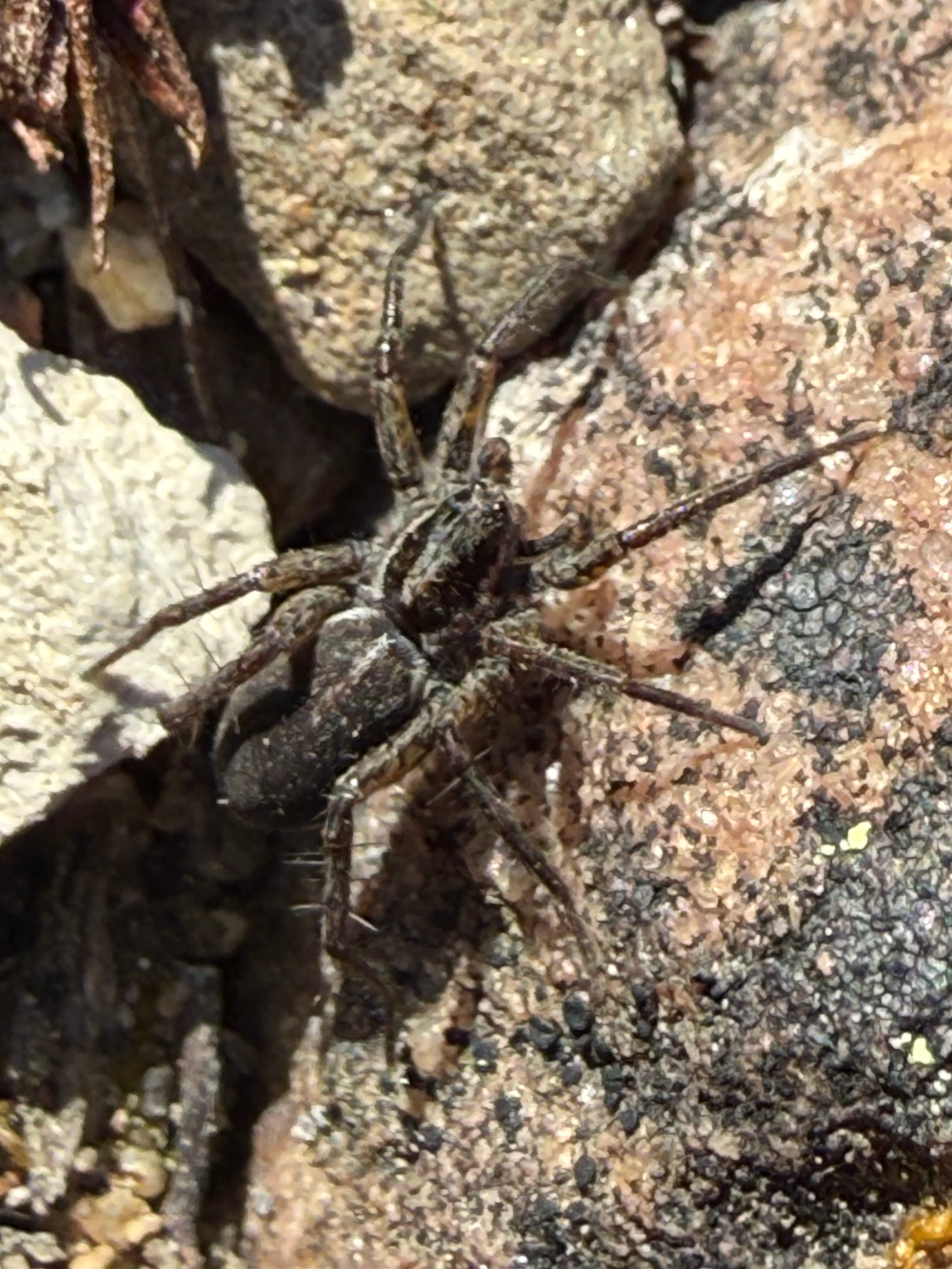 An Arctic wolf spider.