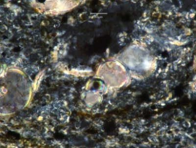 Photograph of a thin section with foraminifera (larger fossils) and coccoliths