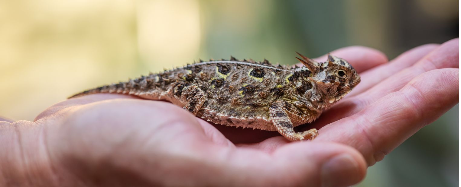 Horned frog in hand