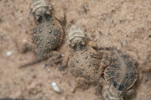 Horned Lizard