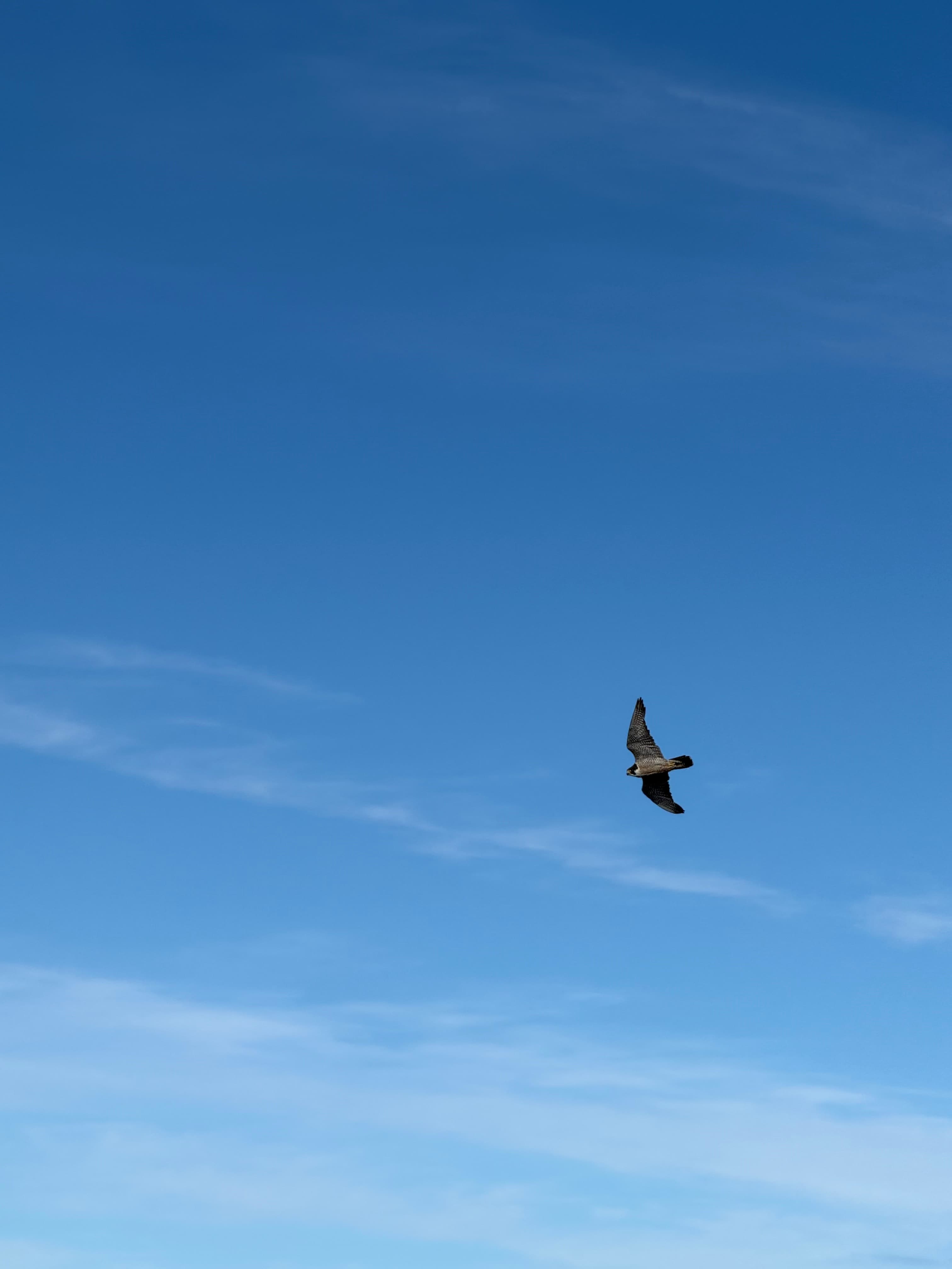 A Peregrine falcon